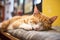 profile of a cat cafes sleeping feline