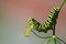 Profile of a caterpillar of the Old World Swallowtail (Papilio m