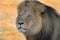 Profile of Cecil the iconic Hwange Lion