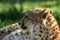 Profile of cheetah