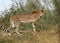 Profile of a cheetah in the tall grass