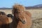 Profile of a Chestnut Icelandic Horse