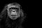 Profile of a chimpanzee staring thoughtfully with room for text