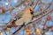 Profile close up of beautiful masked Bohemian Waxwing bird perched on fruit tree branch with blue sky behind