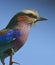 Profile close-up lilac-breasted roller perched on a branch on blue background