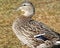 Profile close up of a Mallard Duck female - also called a Hen