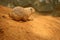 Profile close-up photo of prairie dog sitting on the sand