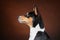 Profile close up view of head of young african basenji dog against brown background. Isolated studio shot