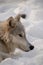 A profile closeup of an Arctic Wolf resting in the snow