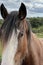 Profile of Clydesdale horse in the farm in Banchory, Scotland