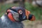 Profile of colorful king vulture.