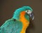 Profile of colorful Macaw