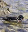 Profile of colorful wood duck swimming in shallow clear rocky wa