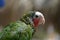 Profile of a Conure Parrot Up Close