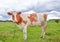 Profile of cow on the background of bright green field. Funny cow on cow farm. Young red and white spotted calf staring at the cam