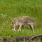 Profile of Coyote Eating Piece of Meat