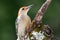 Profile of Curious Red-Bellied Woodpecker in the Tree Branches