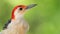 Profile of Curious Red-Bellied Woodpecker in the Tree Branches