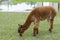 Profile of cute brown Alpaca grazing on grass