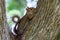 Profile of a Cute Eastern Gray Squirrel with Curled Tail in Texas.