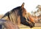 Profile of a dark bay Arabian horse looking to the right,