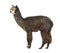 Profile of a Dark rose grey alpaca - Lama pacos
