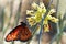 Profile of a delicate, Monarch Buterfly on yellow flowers