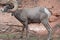 Profile Of A Desert Bighorn Sheep Ram