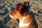 Profile of a dog on the beach looking out to sea