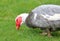 Profile Domesticated adult Muscovy Duck