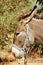 Profile of a donkey in a Sicilian farm