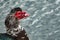 Profile of duck head with red beak