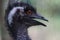 Profile of Emu showing its funny punk hair style