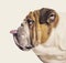 Profile of a English Bulldog sticking tongue out against beige b