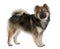 Profile of Eurasier dog, standing