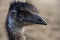 Profile of the face of an Emu housed at Ostrichland in Buellton, California