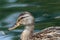 Profile of a female mallard duck