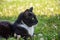 Profile of a female tuxedo cat