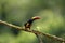 Profile of a Fiery Billed Aracari