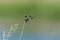 Profile of Four-spotted Pennant dragonfly clinging to a stick