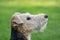 Profile of a foxterrier dog in the garden