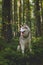 Profile of free and wise dog breed siberian husky sitting in the fern in the green mysterious forest at sunset