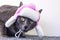 profile of a funny brown Burmese cat in a white cap with earflaps with pink inserts