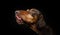 Profile funny hungry vizsla puppy dog licking its lips with tongue looking away. Isolated on black background