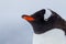 Profile of gentoo penguin in snowstorm