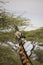 Profile of giraffe feeding in Serengeti, Tanzania