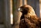 Profile of a golden eagle (Aquila chrysaetos)