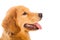 Profile of a Golden Retriever Dog