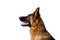 Profile of Gorgeous German Shepherd Dog Isolated on a White Background