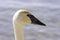 Profile of graceful wet swan, head only, shining in the afternoon sun, detail of eyes, beak and face